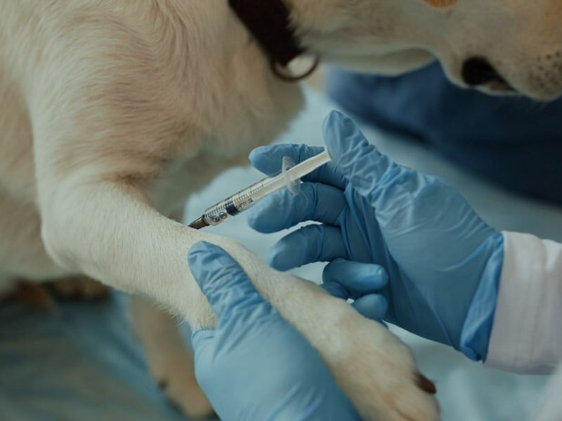 AIM Vaccine paskelbia naujausius ikiklinikinius mRNR vakcinos nuo pasiutligės duomenis „npj vakcinose“: reikia tik dviejų dozių, kad būtų užtikrinta 100% saugi ir veiksminga imuninė apsauga